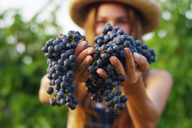 Small Group Napa Valley Tour for Wine Lovers - V. Sattui and Ru Vango: two estate feels, two different tasting styles