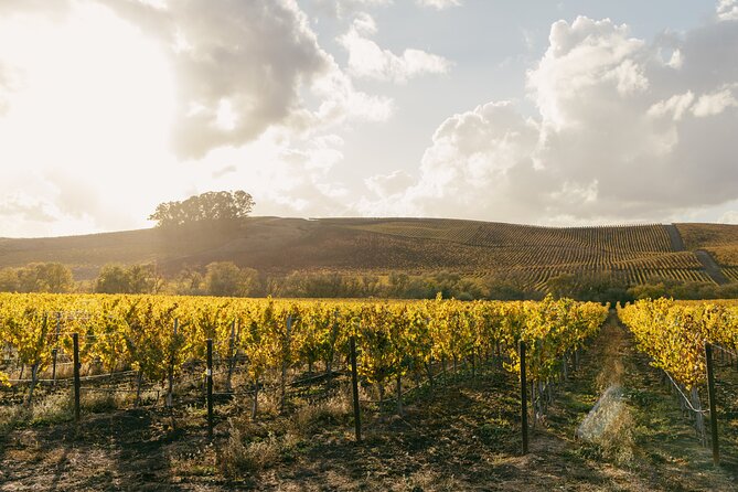 Small Group: Ultimate Napa & Sonoma Wine Tour from San Francisco - Second tasting in Sonoma: family-owned vineyards and how the vibe changes