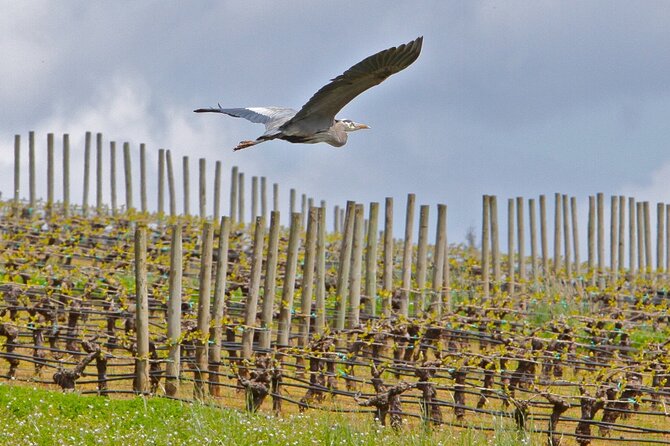 Small Group: Willamette Valley Wine Tour From Portland (Tasting Fees Included) - Three Wineries That Let You Compare Styles