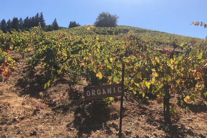 Small-Group Wine Country Tour from San Francisco with Tastings - What You’ll Miss (and Who Should Skip It)