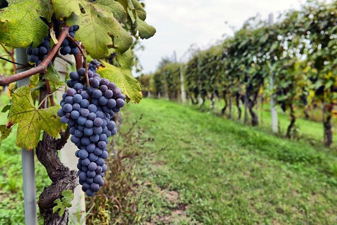 Sonoma Wine Tour with 2 Tastings Included Small-Group Half Day - Entering Wine Country From SF Without the Stress