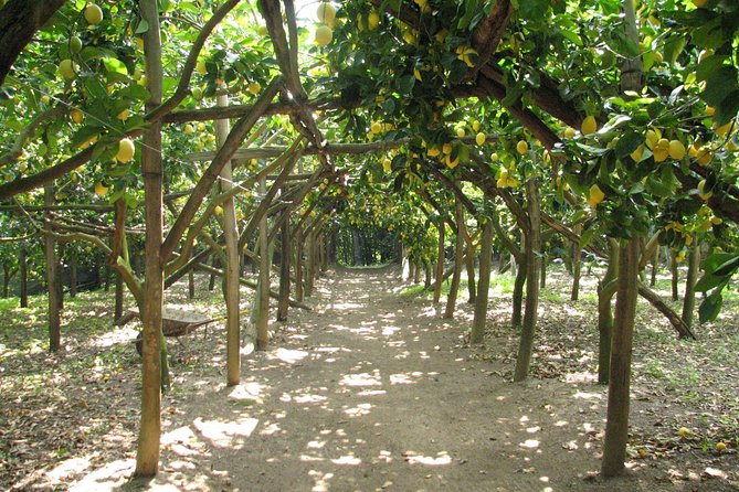 Sorrento Farm and Food Experience including Olive Oil, Limoncello, Wine tasting - Key highlights worth your attention