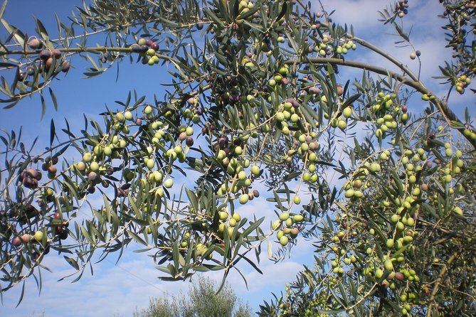 Sorrento Farm and Food Experience including Olive Oil, Limoncello, Wine tasting - The real draw: La Masseria as a working farm, not a set