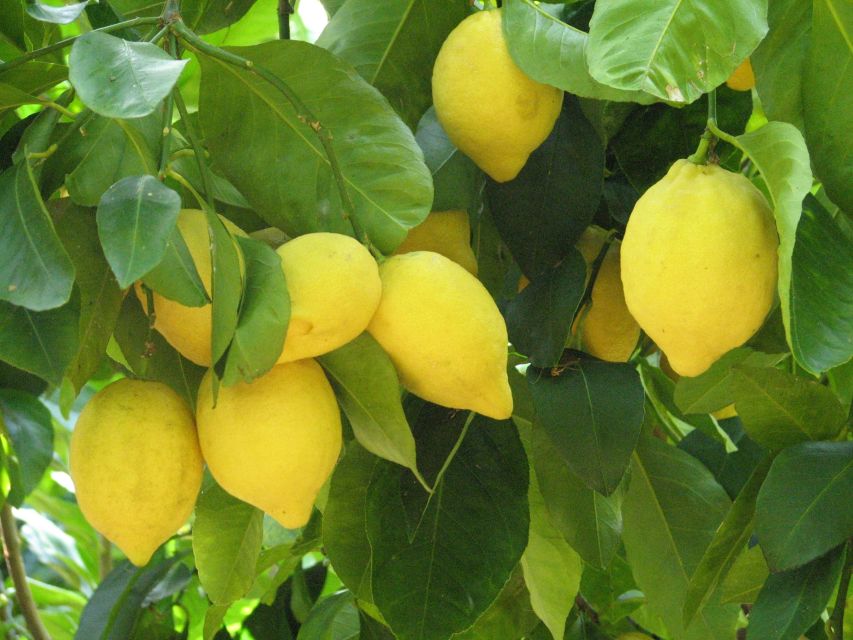 Sorrento: Lemon, Olive Oil and Wine Tasting Tour with Lunch - La Masseria style: why this farm tasting feels real
