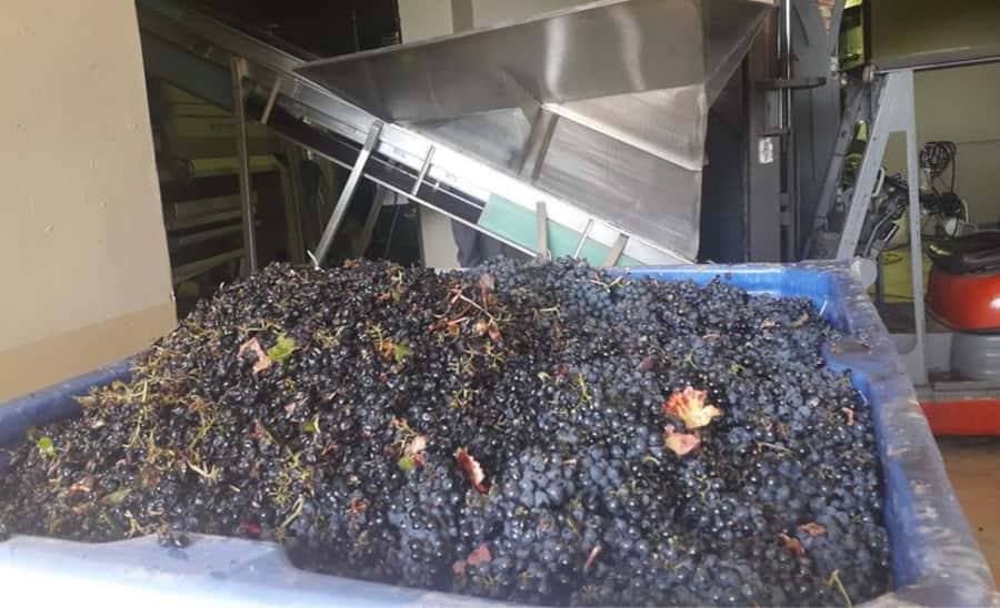 Stellenbosch: Half-Day Wine Tour - Photo Stops and Scenic Drives That Make the Transit Feel Useful