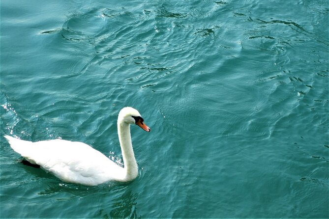 (STTG04) - Sightseeing Cruise at Geneva with Wine and Aperitif - On the Water: Jet d’Eau, Bains des Pâquis, and the UN Side of Geneva