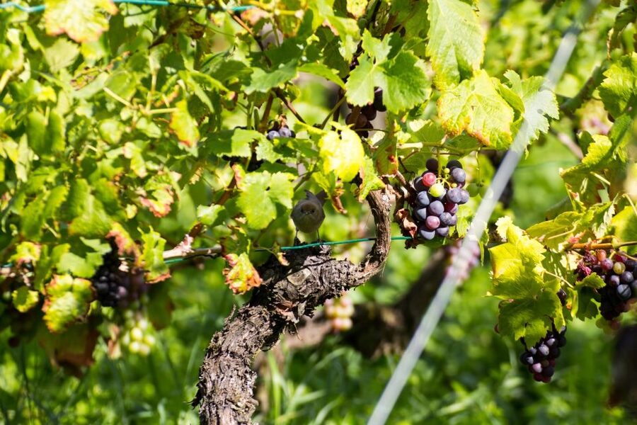 Stuttgart: Guided Vineyards Tour - Vineyard Views Over Stuttgart’s Vine-Covered Slopes