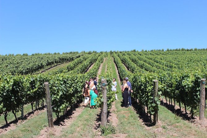 Sussex Vineyard & Winery Bus Tour on Iconic Vintage London Bus - Value for $201.20: Where the Cost Makes Sense