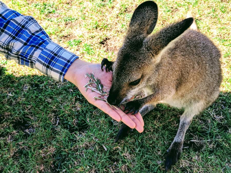 Sydney: Wildlife, Waterfalls and Wine Small Group Tour - Key highlights that make this day tour feel worth it