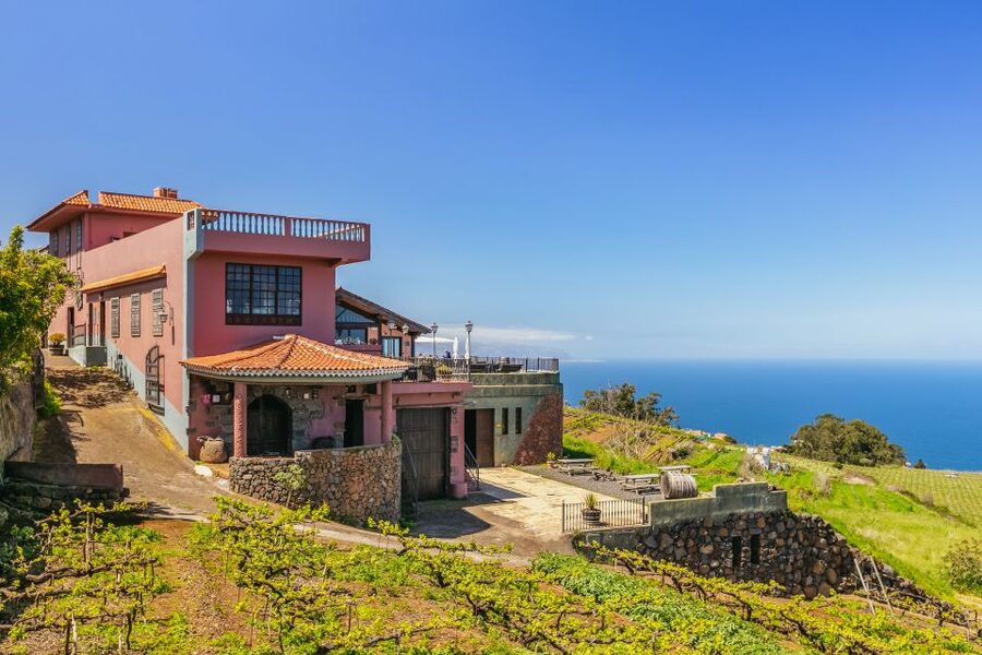 Tacoronte: Guided Winery Tour with Wine and Cheese Tastings - The 2-hour flow at Bodegas Monje: what happens from check-in to final sip
