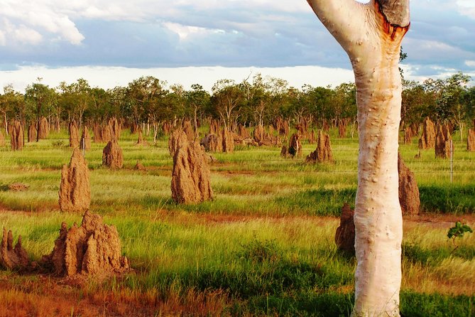 Taste the Atherton Tablelands Food & Wine Tour from Port Douglas - Mt Uncle Distillery: spirits, gardens, and friendly animals