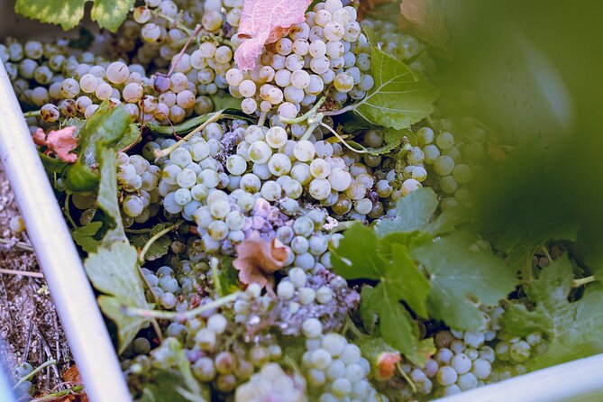 Temecula Valley 4-Hour Morning Wine Tour with Tastings Included - The Host and Vehicle: Why Comfort Matters on a Wine Tour