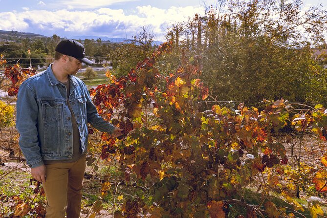 Temecula Valley 4-Hour Morning Wine Tour with Tastings Included - How to Get the Most Out of Your Tastings