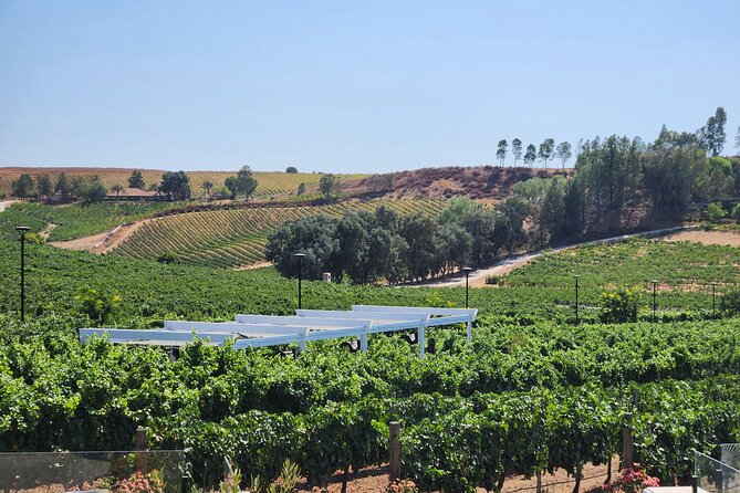 Temecula Wine Tour Voted Best! - Practical tips to get the best day out of it