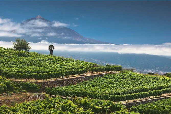 Tenerife Bodegas Monje Winery Tour with Wine and Cheese Tasting - How the Winery Tour Works: What You’re Really Seeing