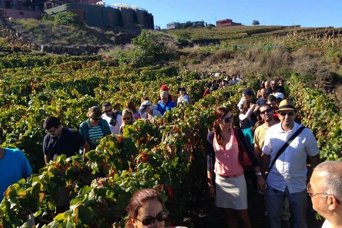 Tenerife Gastronomy Tour with Two Winery Visits and 4-Course Lunch - San Cristóbal de La Laguna: the perfect morning reset