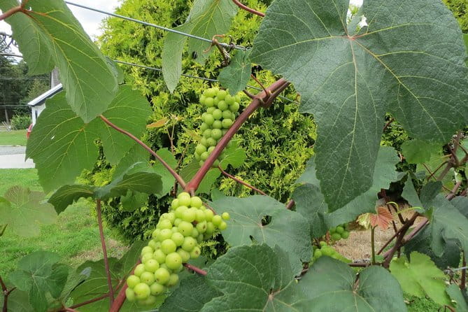 The Fraser Valley Winery Tour - Key highlights worth your time