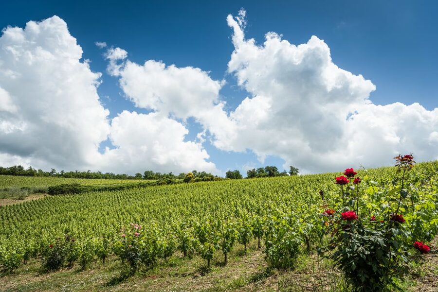 Total Immersion Wine Tour in Chianti - Snacks and pairings: cheese, salami, bread, and their olive oil