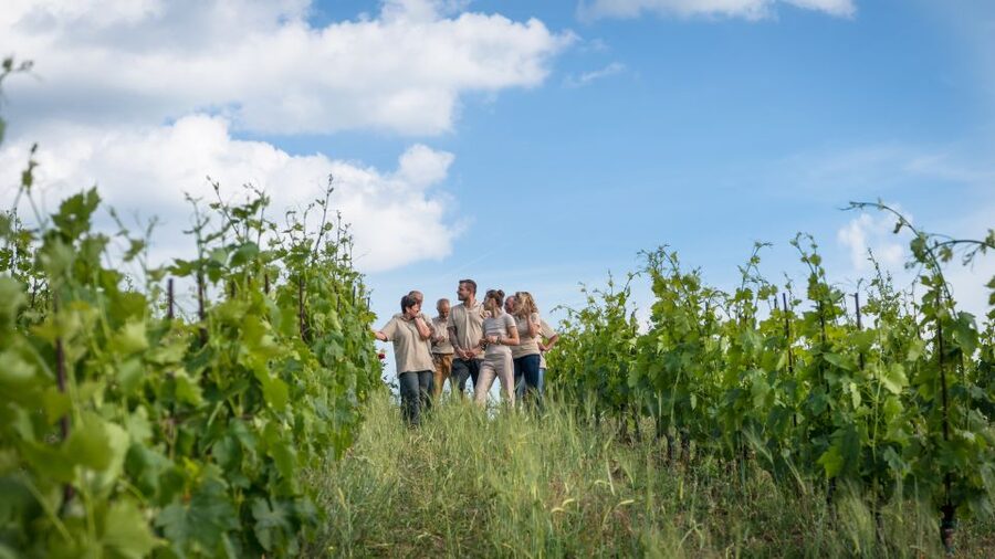 Total Immersion Wine Tour in Chianti - Price and value for a 2-hour organic Chianti Classico workshop