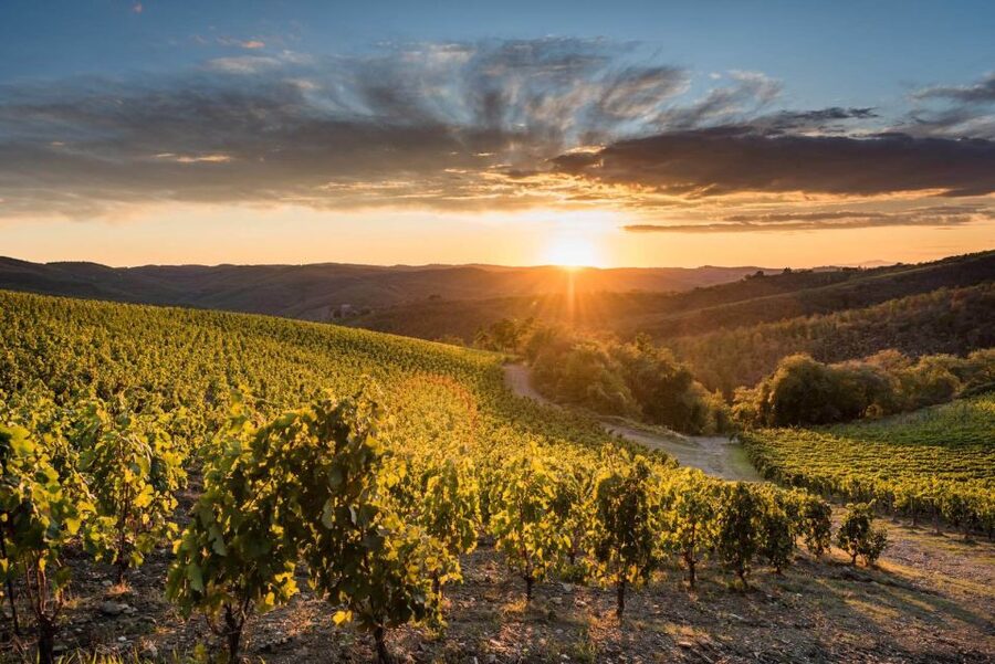 Total Immersion Wine Tour in Chianti - Vineyard walk: organic agriculture you can actually picture