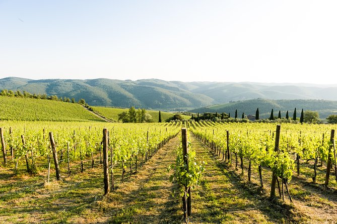 Tour and Tasting at an Organic Winery in the Heart of Chianti Classico Area - Arriving at Fattoria di Montemaggio in the Heart of Chianti Classico