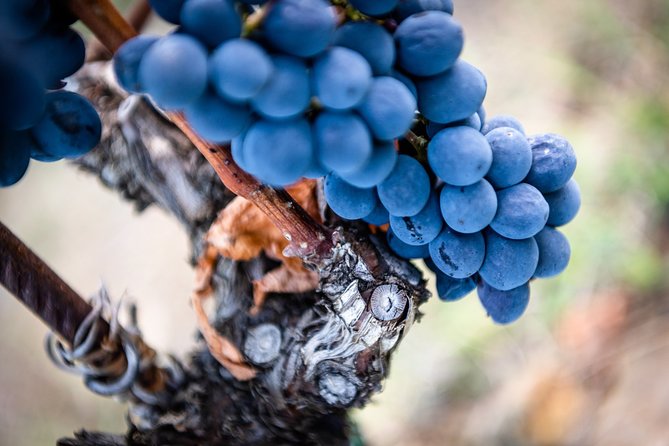 Tour and Tasting at an Organic Winery in the Heart of Chianti Classico Area - Truffle Dogs and Remote Roads: The Practical Side of Getting There