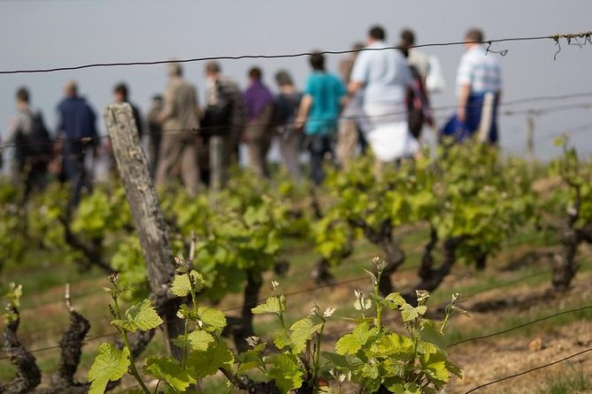Tour of a Vineyard, Winery & Cellar with Wine Tasting in Vouvray, Loire Valley - Key highlights worth planning around