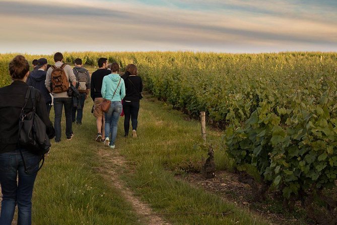 Tour of a Vineyard, Winery & Cellar with Wine Tasting in Vouvray, Loire Valley - Group size, walking pace, and who this suits best