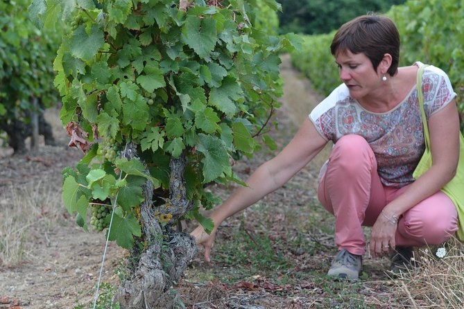 Tour of a Vineyard, Winery & Cellar with Wine Tasting in Vouvray, Loire Valley - Price and value: what $65.17 really buys you