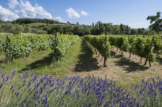 Tour through the vineyards and wine and olive oil tasting in Tuscany - Can you expect seasonal surprises?