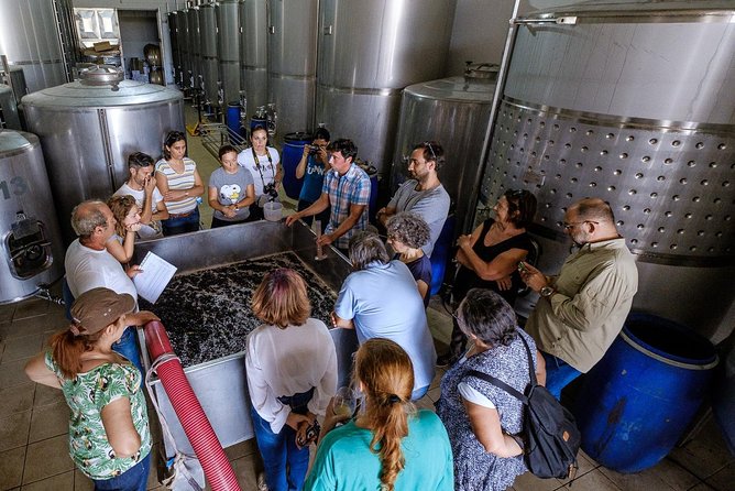 Tour & Wine tasting - Authentic Algarve Flavours by Quinta da Tôr - The 90-minute flow: tour talk, then wine tasting