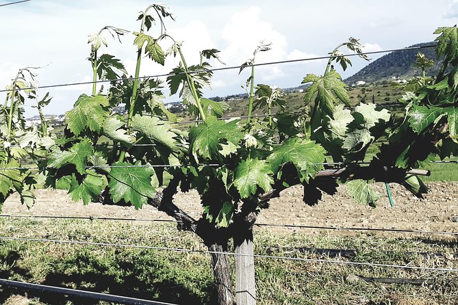 Troodos Mountains Grape Escape: All Inclusive Food & Wine Tour - The Struggle Museum in Omodos: short stop, strong meaning