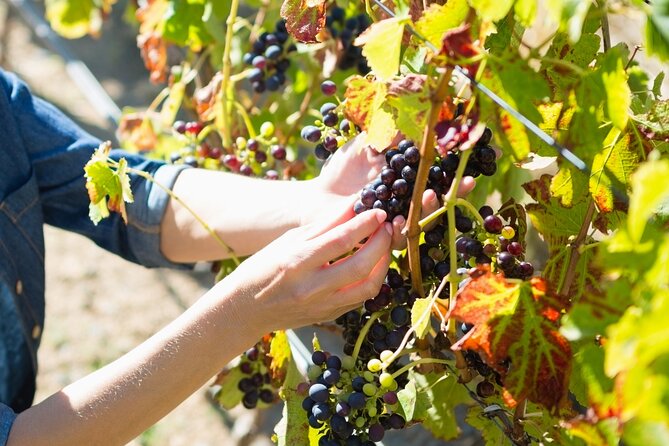 Troodos Mountains Grape Escape: All Inclusive Food & Wine Tour - Linos Winery: what to expect from the final big tasting
