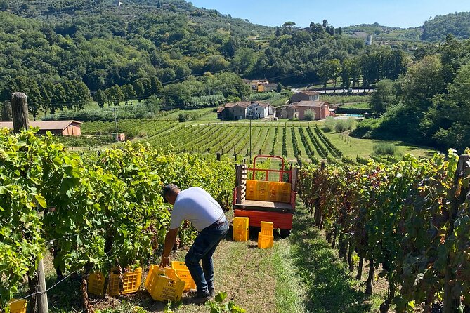 Tuscan Wine Tour in Lucca by van - Value and pricing: what $180.27 buys you in real terms
