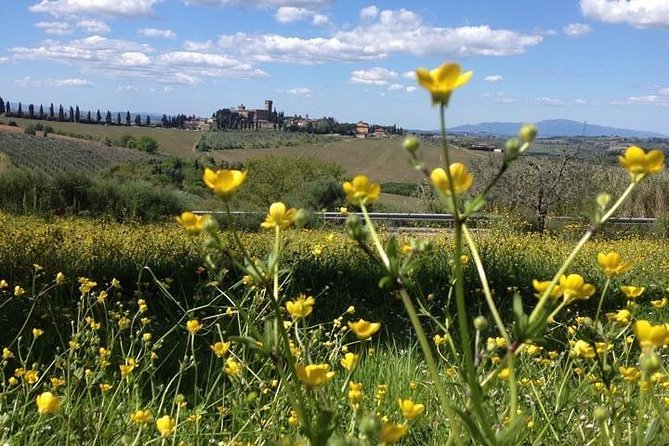 Tuscany Bike Tours Through the Chianti Hills with Wine Tasting - The Tuscan villa/castle stop: lunch, wine tasting, and olive oil