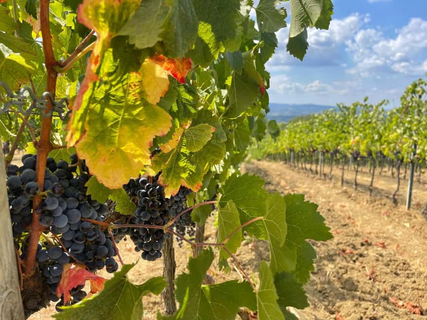 Tuscany Wine Tour : 2 Wineries & San Gimignano from Florence - Olive oil and balsamic: the tasting curveball you’ll actually remember