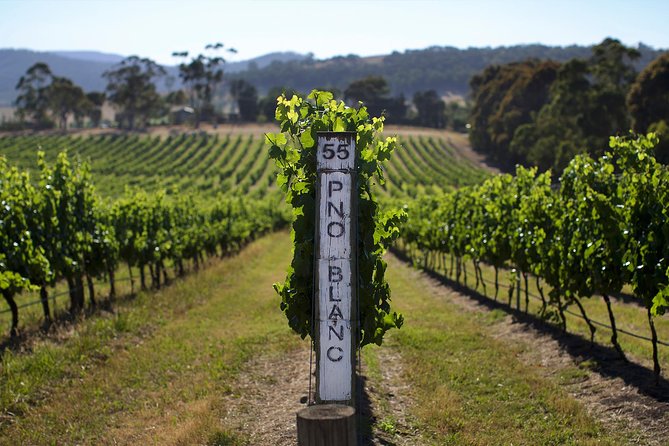 Ultimate Yarra Valley Chandon, Soumah & De Bortoli Cheese & Wine - Key highlights to know before you go