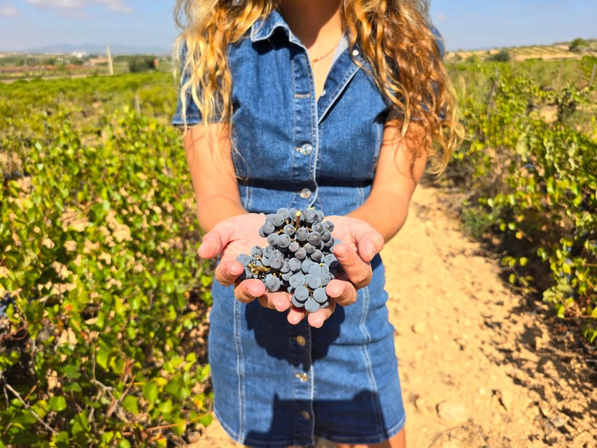 Valencia: Utiel-Requena Cave & Winery Day Trip with Tasting - Why Utiel-Requena feels like Valencia’s wine-country shortcut