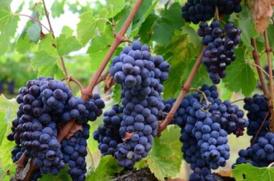 Valpolicella: 1.5-Hour Guided Winery Tour with Wine Tasting - Step 1: the winery estate tour and what you’ll actually see