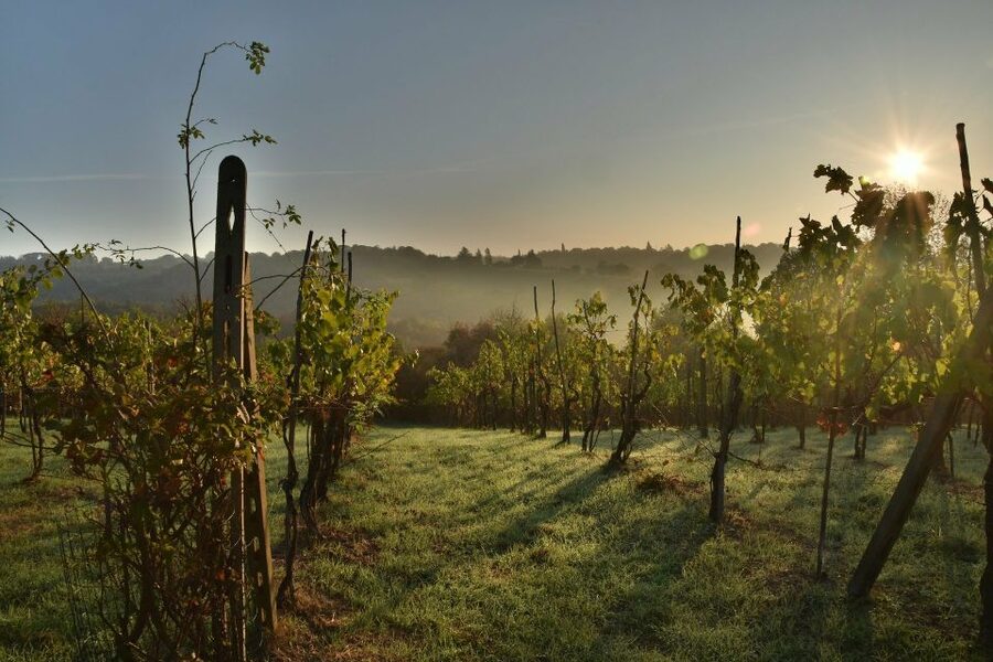 Valpolicella: 1.5-Hour Guided Winery Tour with Wine Tasting - Price and value: is $41 worth it?
