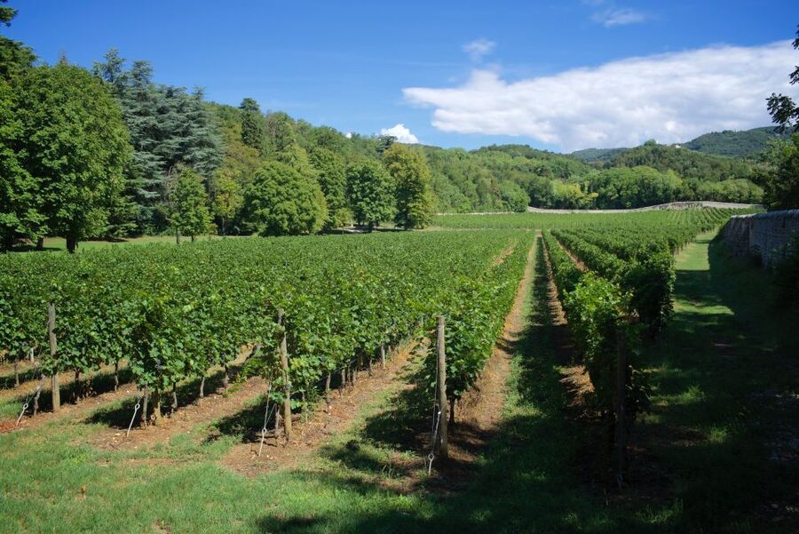 Valpolicella: Amarone Chateau Guided Tour and Wine Tasting - Valpolicella Classica: why this 1.5-hour tour feels like more