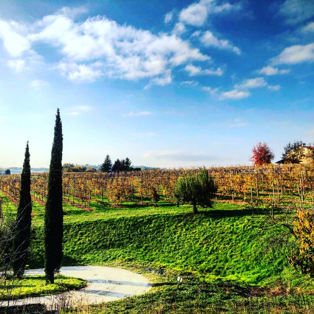 Venice: Prosecco Hills Wineries Tour with Tastings and Lunch - Price and Value: Why It Costs More (and When It’s Worth It)