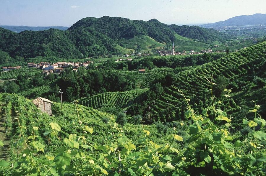 Venice: Prosecco Hills Wineries Tour with Tastings and Lunch - Who Should Book This Tour (and Who Might Skip It)
