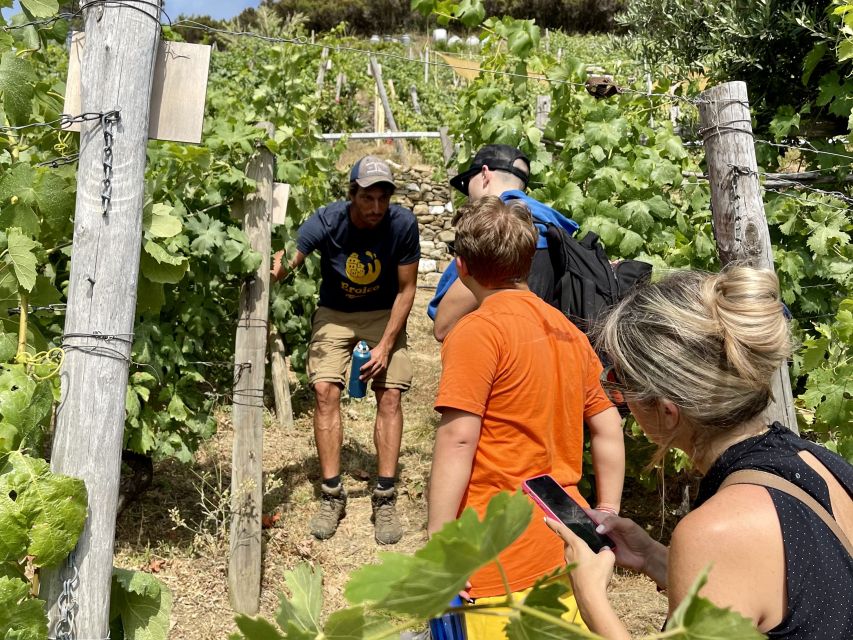 Vernazza: Panoramic Vineyard Trekking Tour w/ Wine Tasting - Key highlights you’ll actually care about