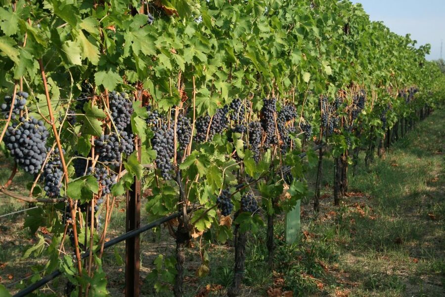 Verona: Wine Tasting with Snacks and Panoramic Views - Should You Book Corte San Mattia’s Verona Wine Tasting?