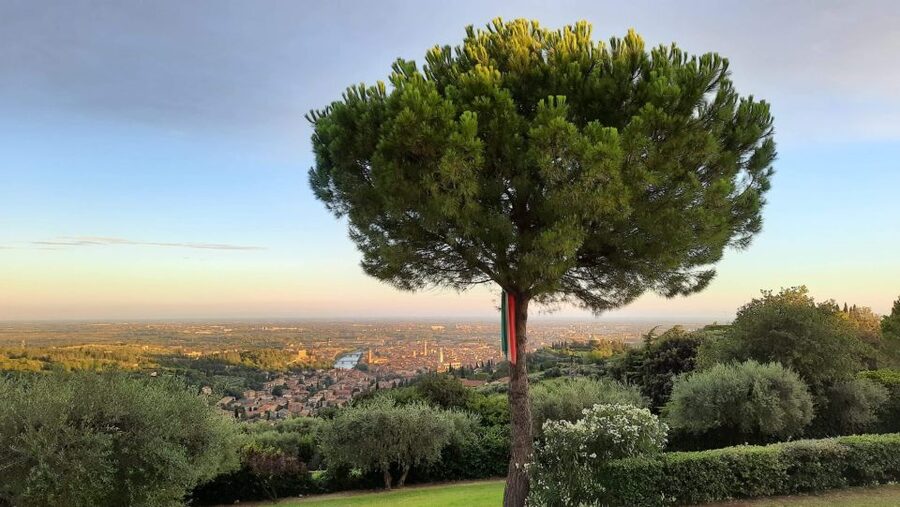 Verona: Wine Tasting with Snacks and Panoramic Views - Why Organic Farming Here Changes the Tasting