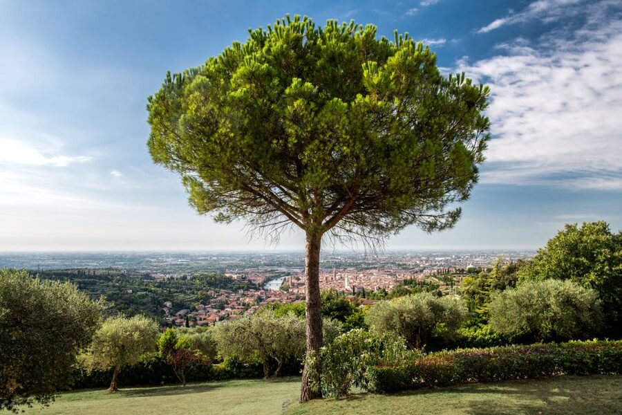 Verona: Wine Tasting with Snacks and Panoramic Views - Price and Value: Is $53 Fair for What You Get?