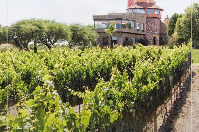 Vineyard, tour, tasting and fun in San Miguel de Allende - Price and value: $100.96 for a focused, one-stop experience