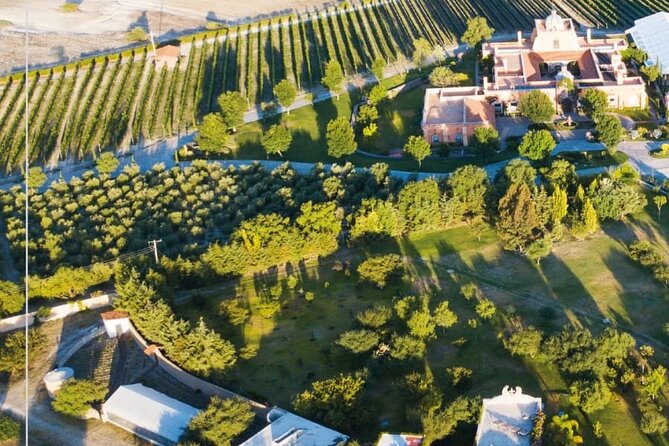 Vineyard, tour, tasting and fun in San Miguel de Allende - Transport, timing, and the small-group reality check