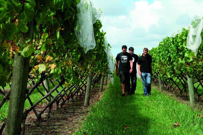 Vineyards Honey and Black Sand Beaches from Auckland - Westbrook Winery in the Ararimu Valley: estate tastings with a winemaker’s voice